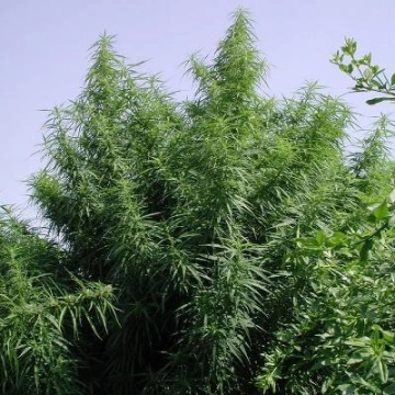 Tropical Mix Regular cannabis flower bud by Ace Seeds