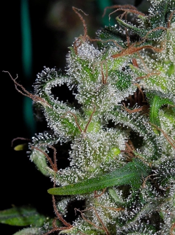 Zamaldelica Feminized cannabis flower bud by Ace Seeds