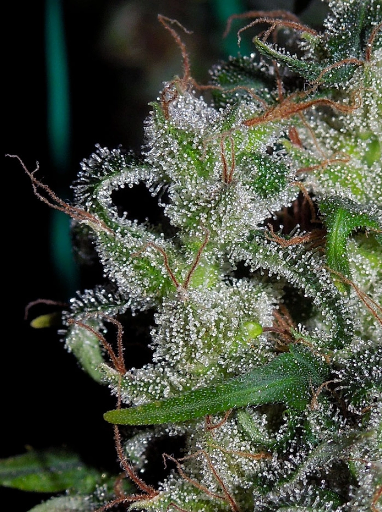 Zamaldelica – Ace Seeds – Regularne