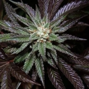 DNA Genetics LA Confidential Feminized cannabis flower bud by DNA Genetics