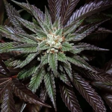 DNA Genetics LA Confidential Feminized cannabis flower bud by DNA Genetics