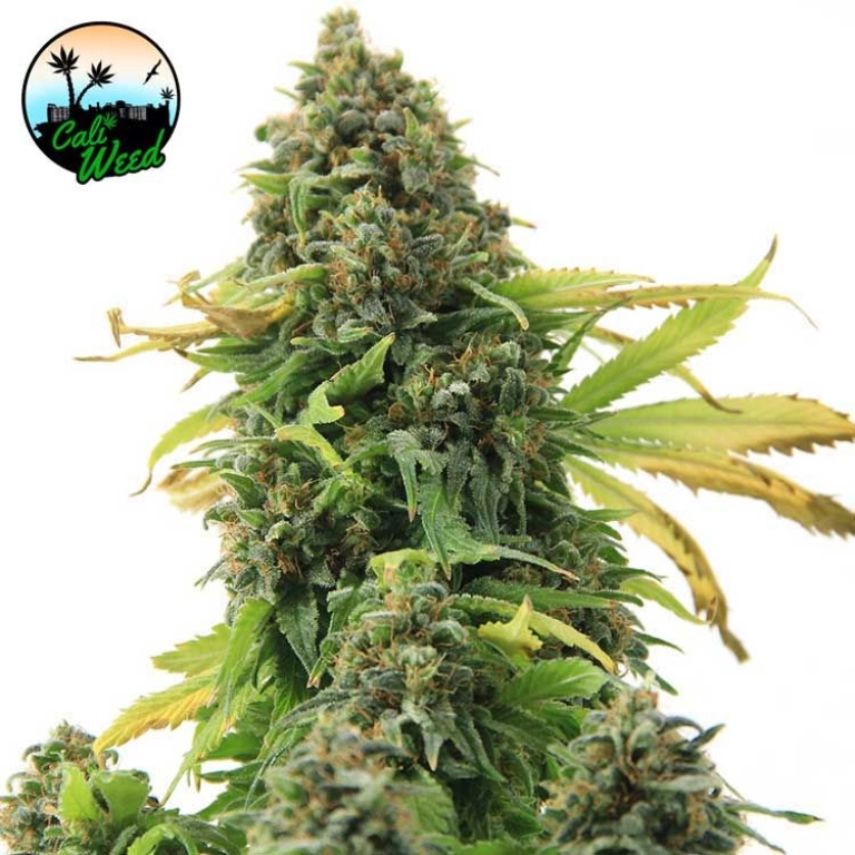 Girl Scout Cookies – Cali Weed – Feminizowane