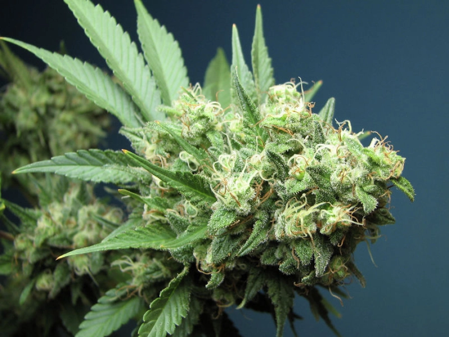 Green Crack Feminised – Cali Weed – Feminizowane