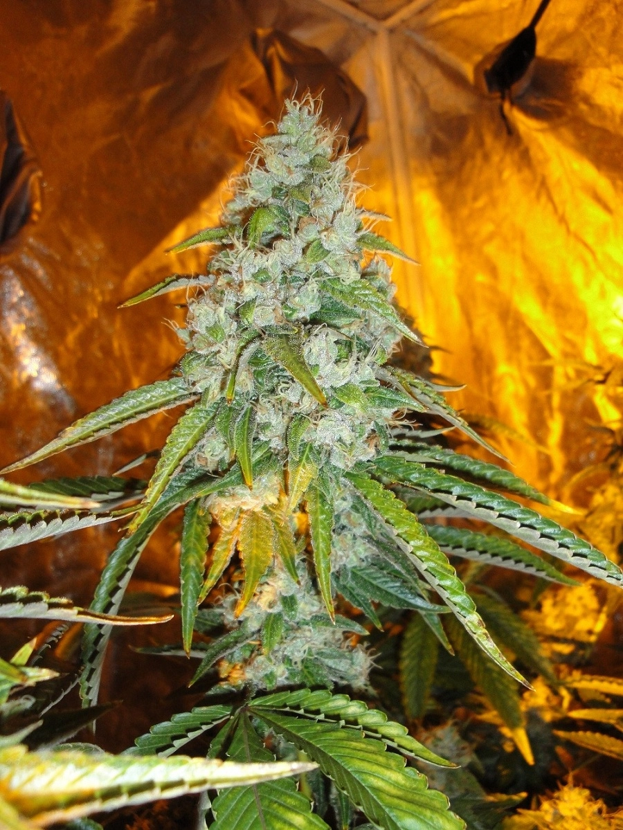 Original Sour Diesel Regular – Cali Weed – Regularne