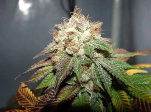 Pre 98 Bubba BX2 Feminised – Cali Weed – Feminizowane