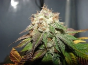 Pre 98 Bubba BX2 Regular  Regular cannabis flower bud by Cali Weed
