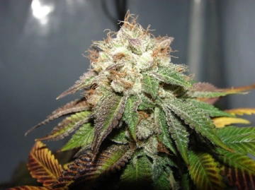 Pre 98 Bubba BX2 Regular  Regular cannabis flower bud by Cali Weed