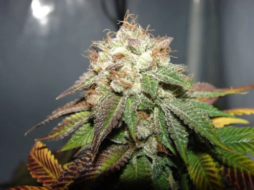 Pre 98 Bubba BX2 Regular – Cali Weed – Regularne