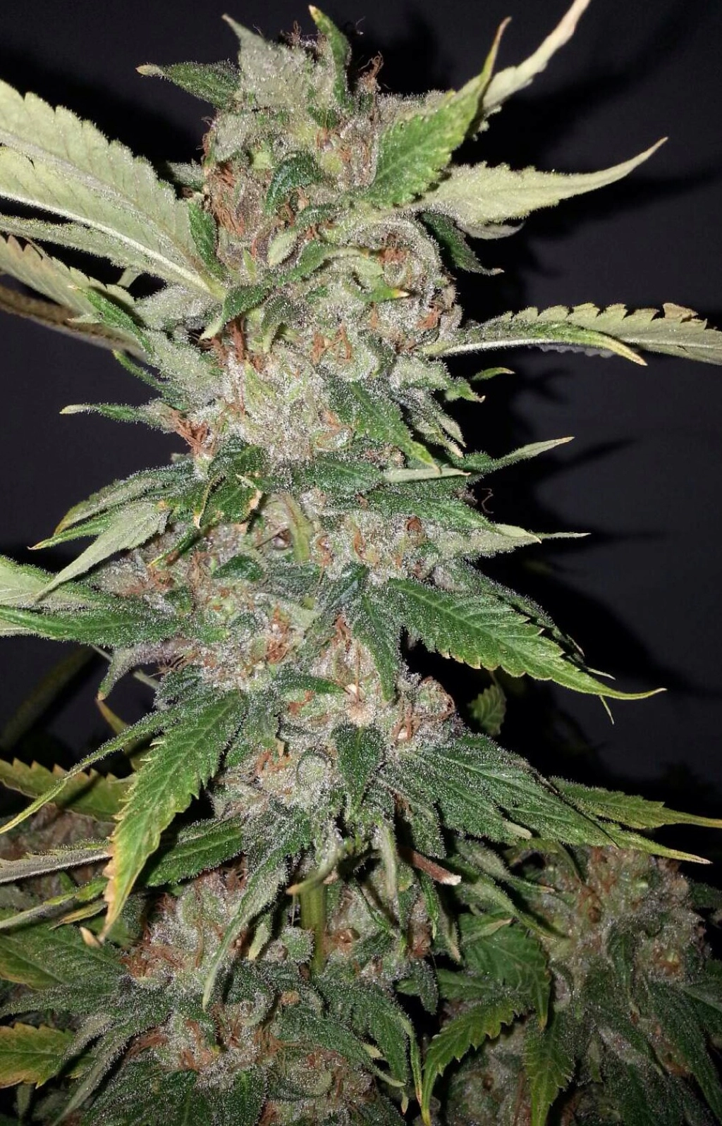 Purple Crack Feminised – Cali Weed – Feminizowane