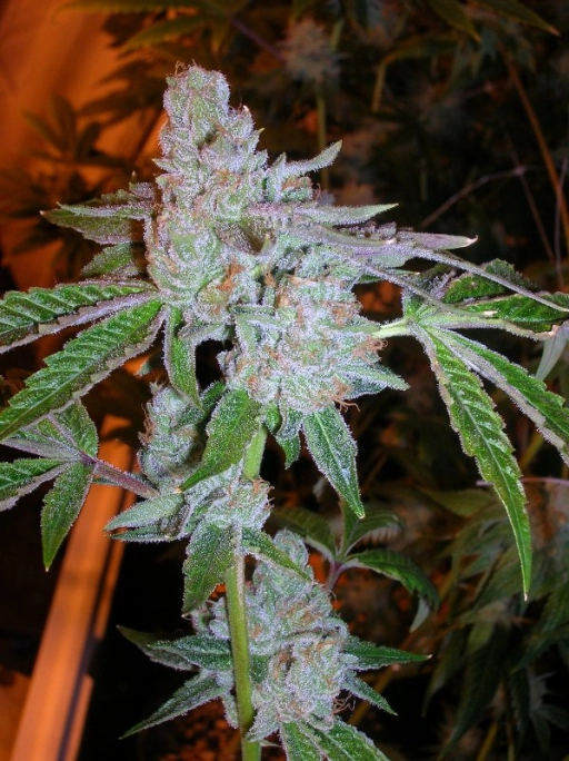 Tahoe OG Kush Regular – Cali Weed – Regularne