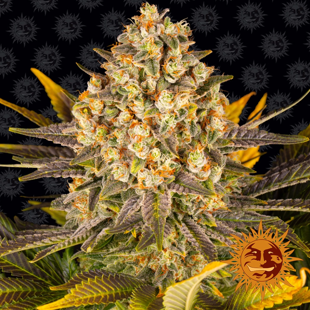 Banana Punch – Barneys Farm – Feminizowane