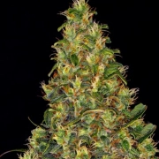 Amnesia Haze Auto Autoflowering cannabis flower bud by Barneys Farm