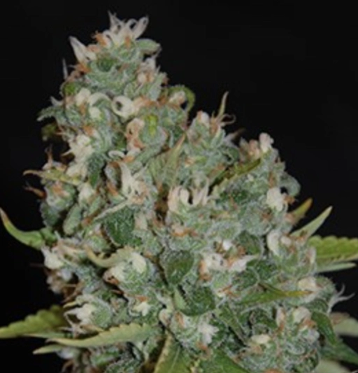OG13 – G13 Labs – Feminizowane