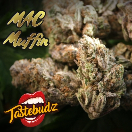 MAC Muffin – TasteBudz – Feminizowane