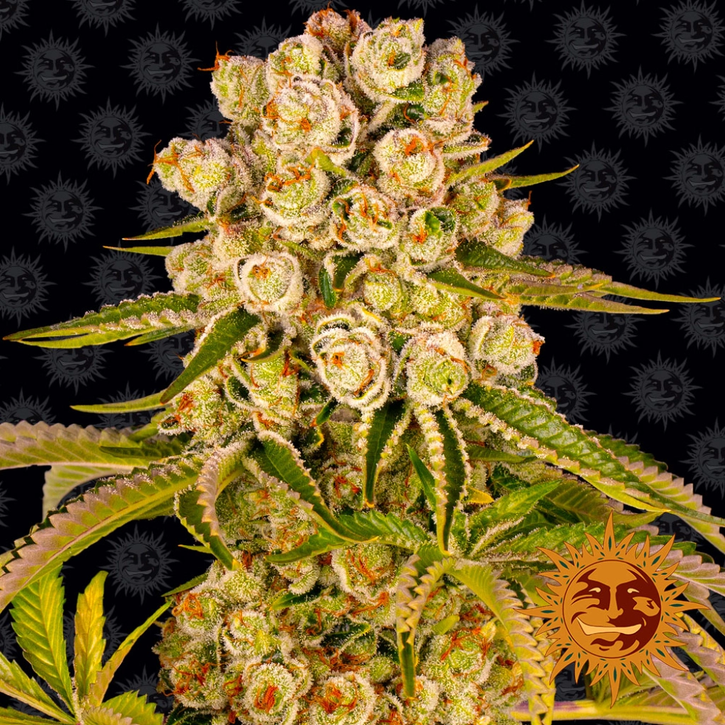 Kush Mintz – Barneys Farm – Feminizowane