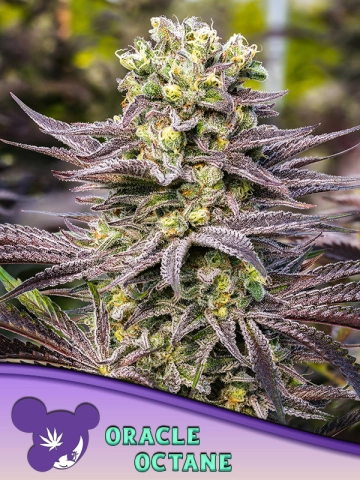 Oracle Octane Feminized cannabis flower bud by Anesia Seeds