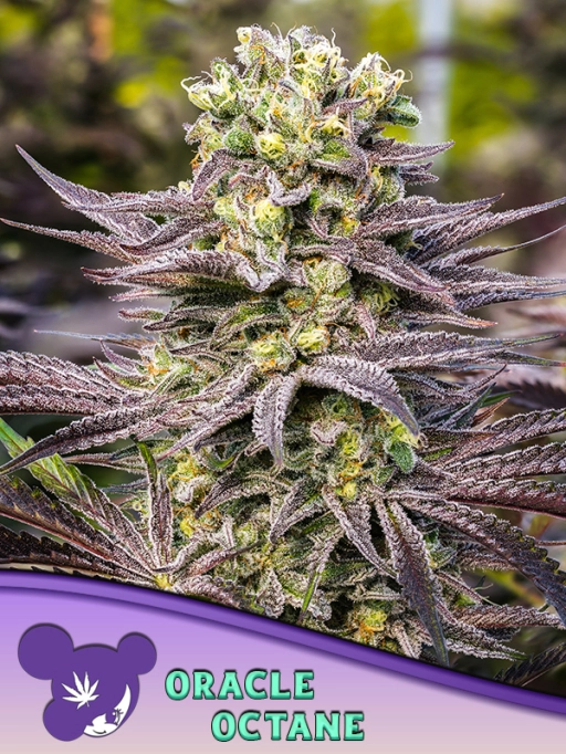 Oracle Octane – Anesia Seeds – Feminizowane