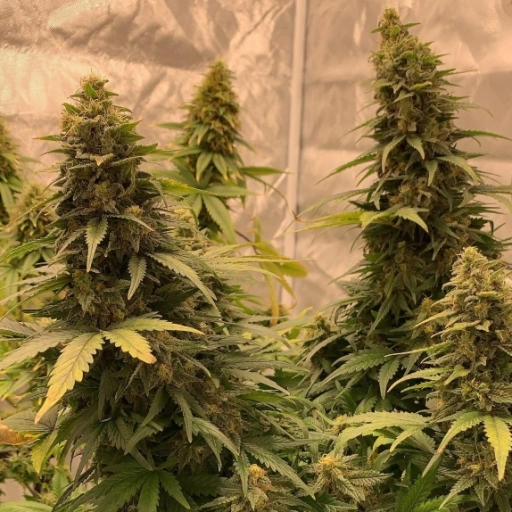 Bubble Runtz – TasteBudz – Feminizowane