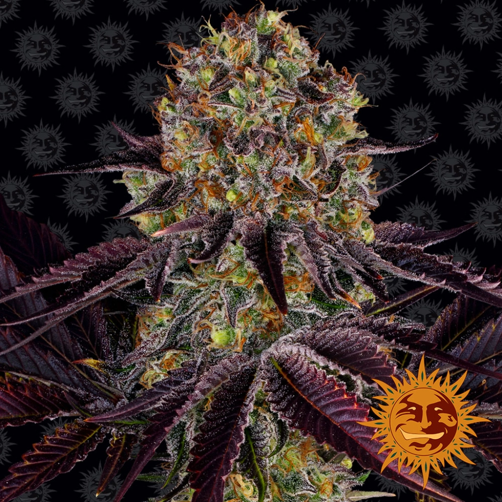 RUNTZ X LAYER CAKE – Barneys Farm – Feminizowane