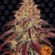 MIMOSA X ORANGE PUNCH AUTO Autoflowering cannabis flower bud by Barneys Farm