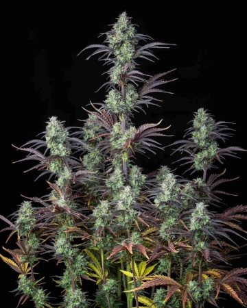 Mimosa Cake Auto Autoflowering cannabis flower bud by FastBuds Seeds