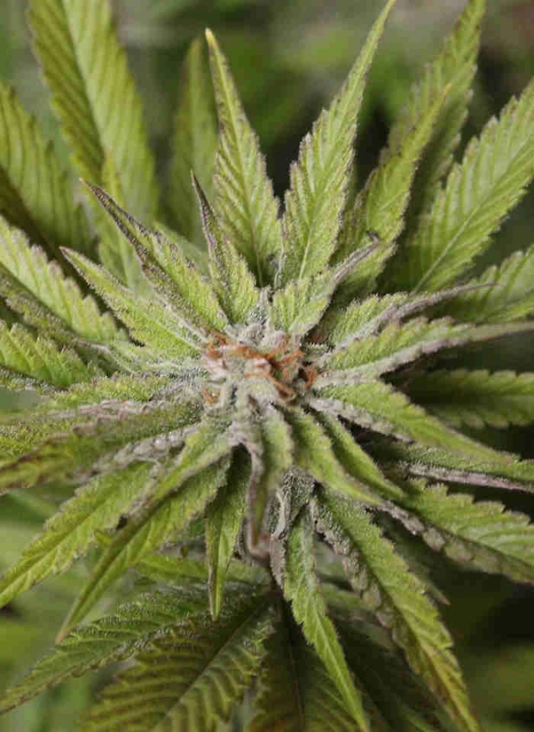 Super Wedding Haze – Cream of the Crop – Feminizowane