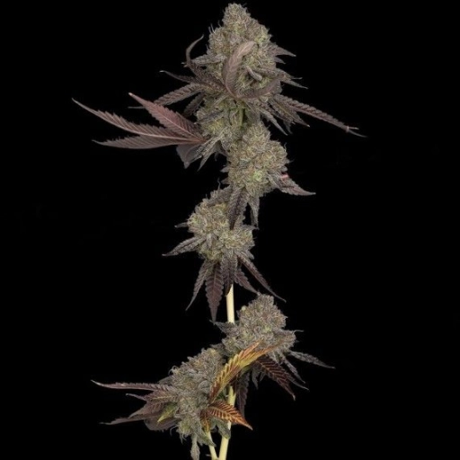 DNA Cake – DNA Genetics – Feminizowane