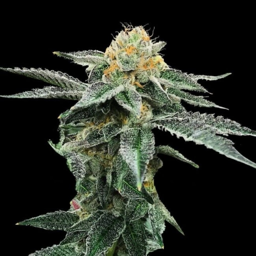 Kosher Cookies – DNA Genetics – Feminizowane