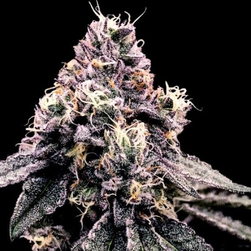 Kosher Pie – DNA Genetics – Feminizowane