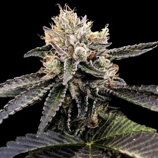 Cataract Cake – DNA Genetics – Feminizowane