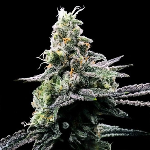 Purple Kosher – DNA Genetics – Feminizowane