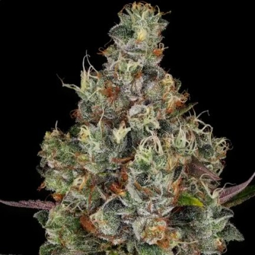 Rainbow Road – Paradise Seeds – Feminizowane