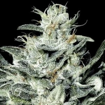 Sensi Star Feminized cannabis flower bud by Paradise Seeds