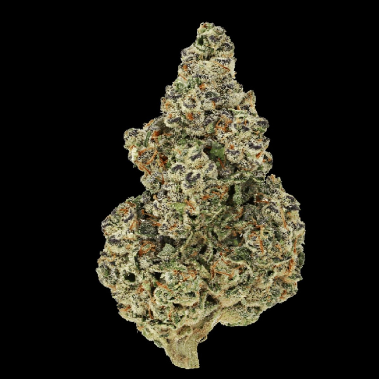 Crazy Roses Fast Version – Growers Choice – Feminizowane