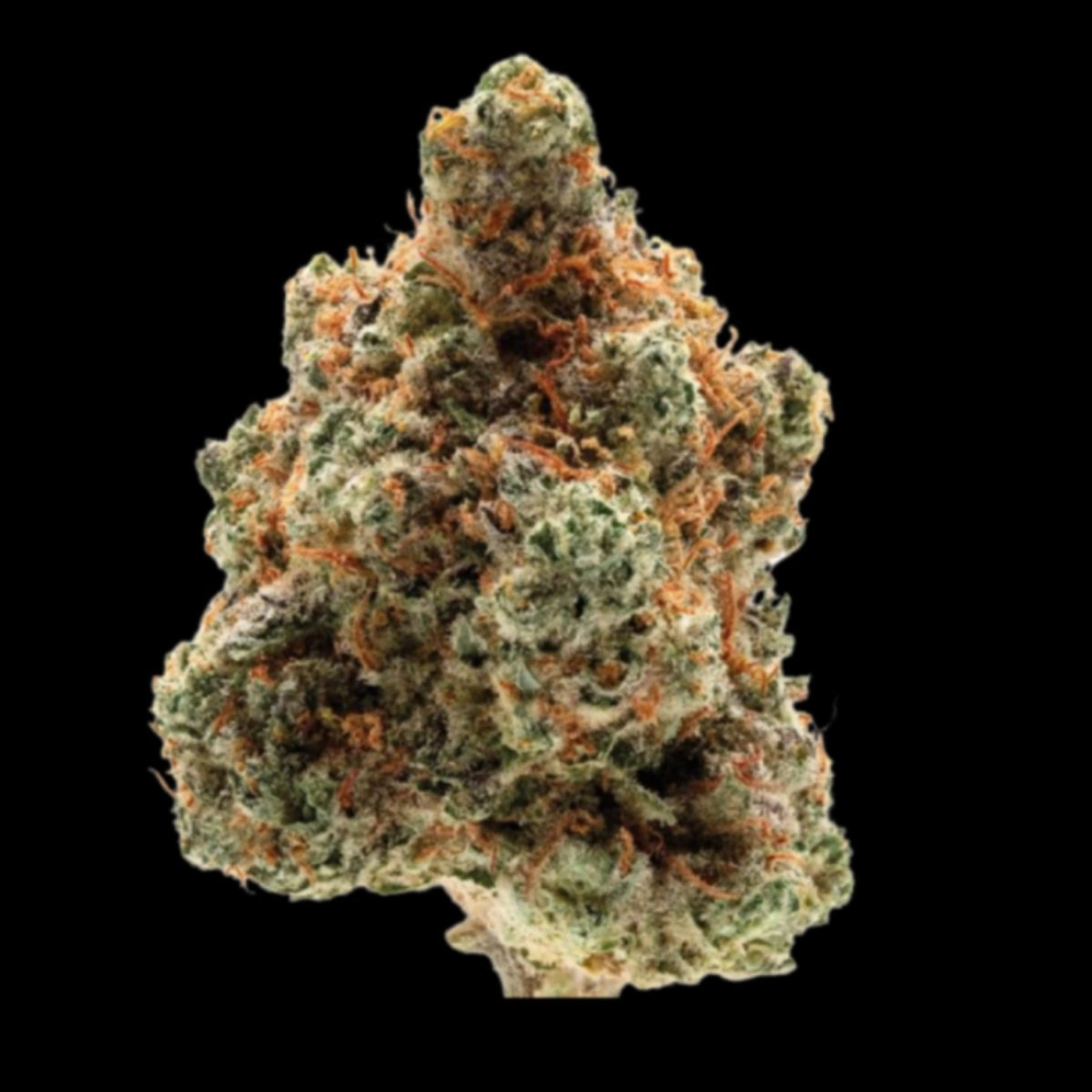Monkey Glue – Growers Choice – Feminizowane