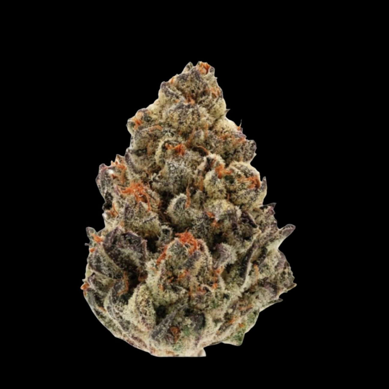 Bruce Banner III – Growers Choice – Feminizowane