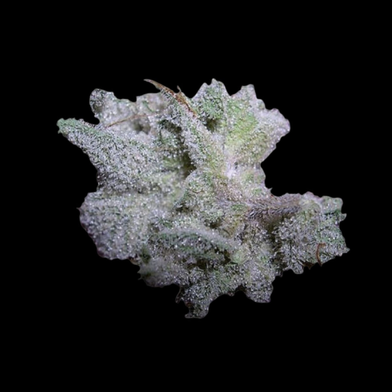 Braindamage – Growers Choice – Feminizowane