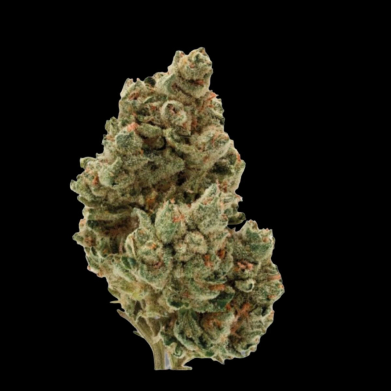 Frosty Gelato – Growers Choice – Feminizowane
