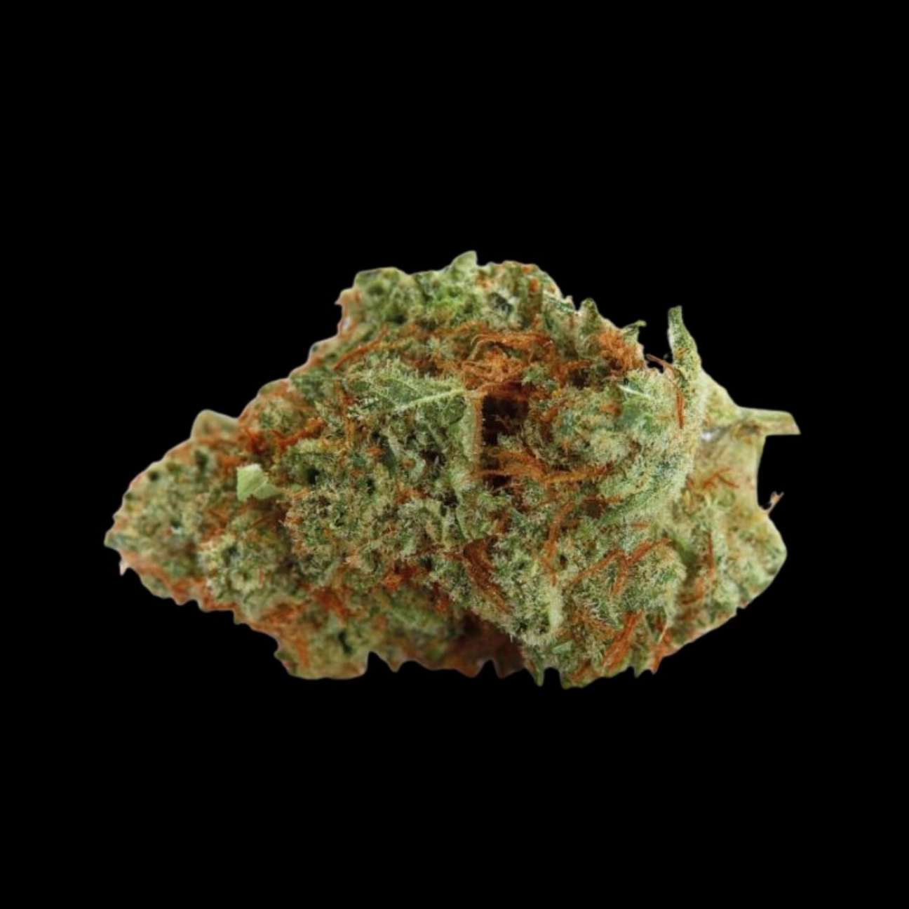Naranja Biscotti Fast Version – Growers Choice – Feminizowane