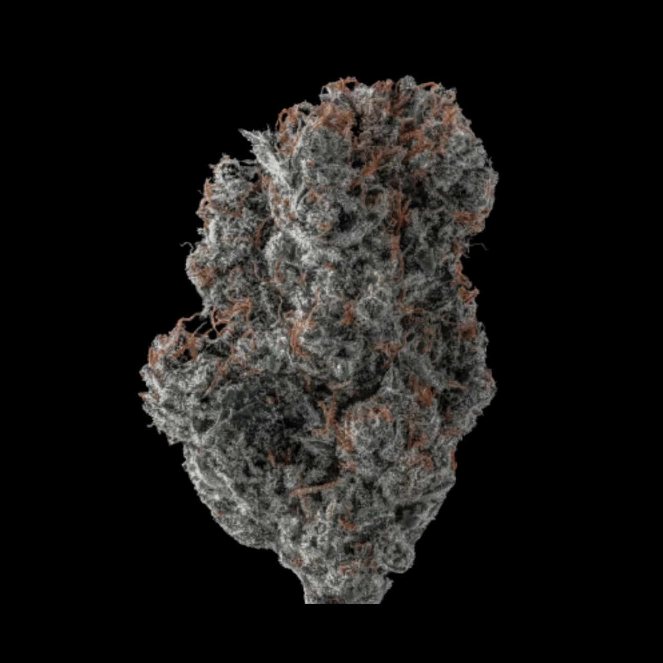 Applez and Bananaz – Growers Choice – Feminizowane