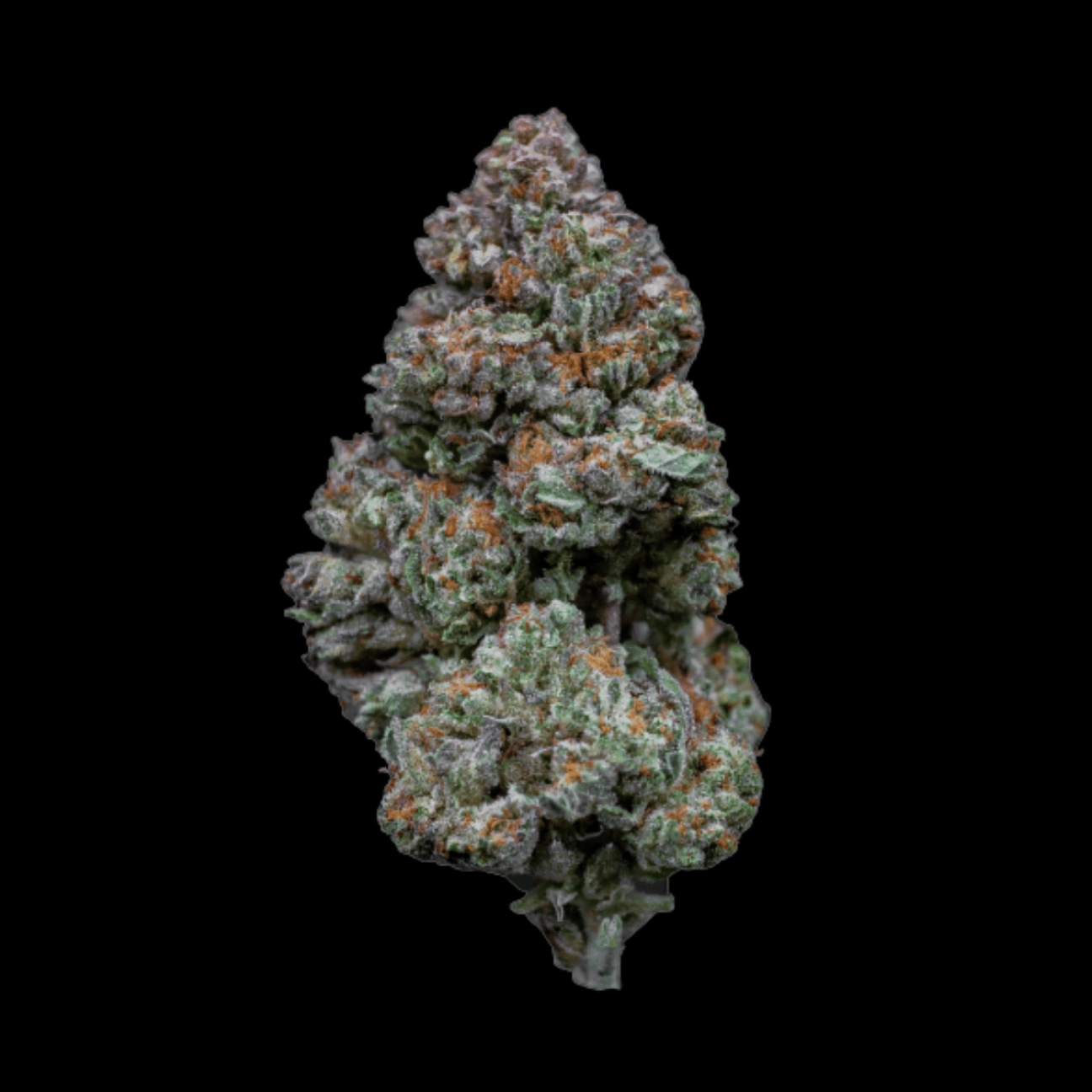 Rainbow Sherbert #11 – Growers Choice – Feminizowane