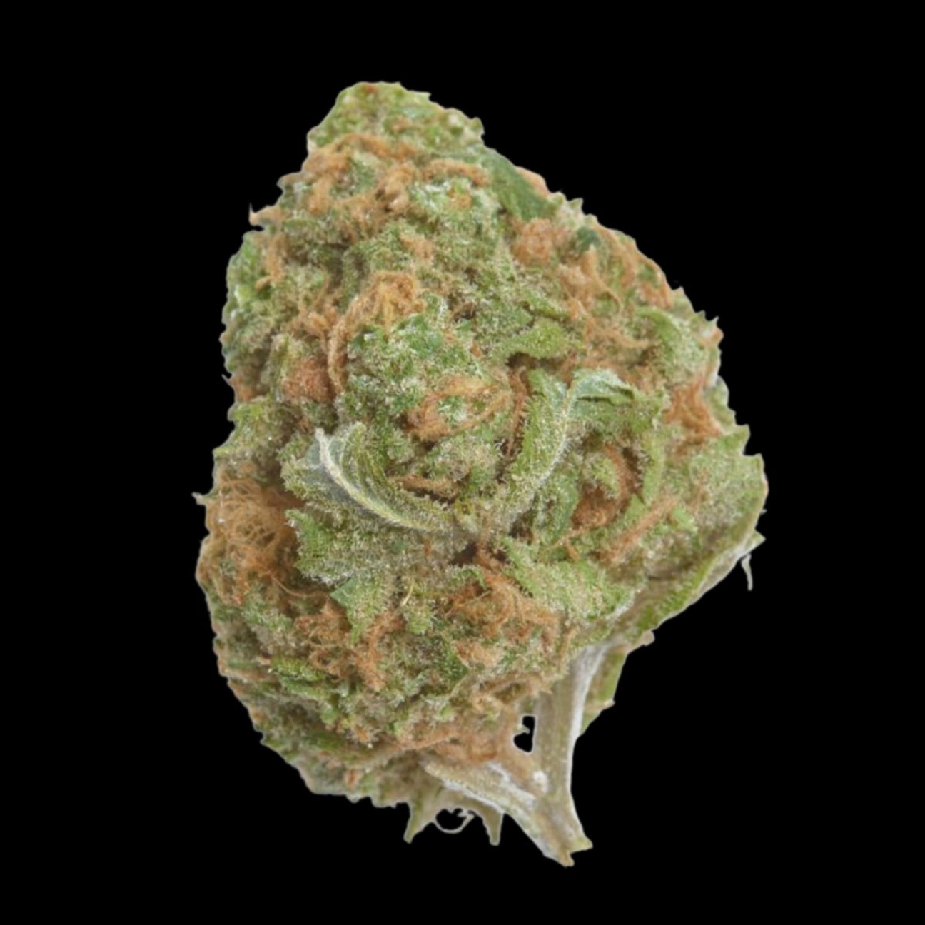 Banana Glue – Growers Choice – Feminizowane
