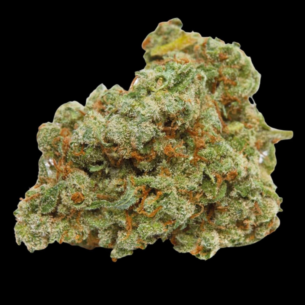 Banana Sherbet – Growers Choice – Feminizowane