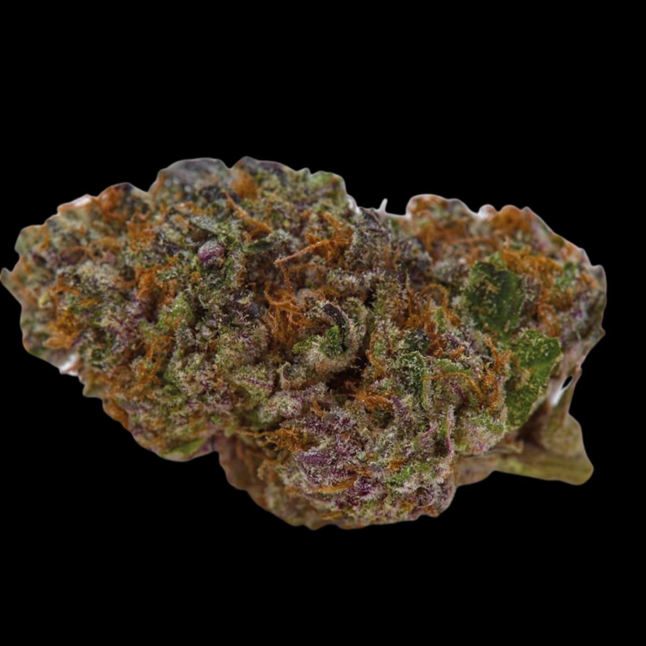 Blue Dream Sherbet – Growers Choice – Feminizowane