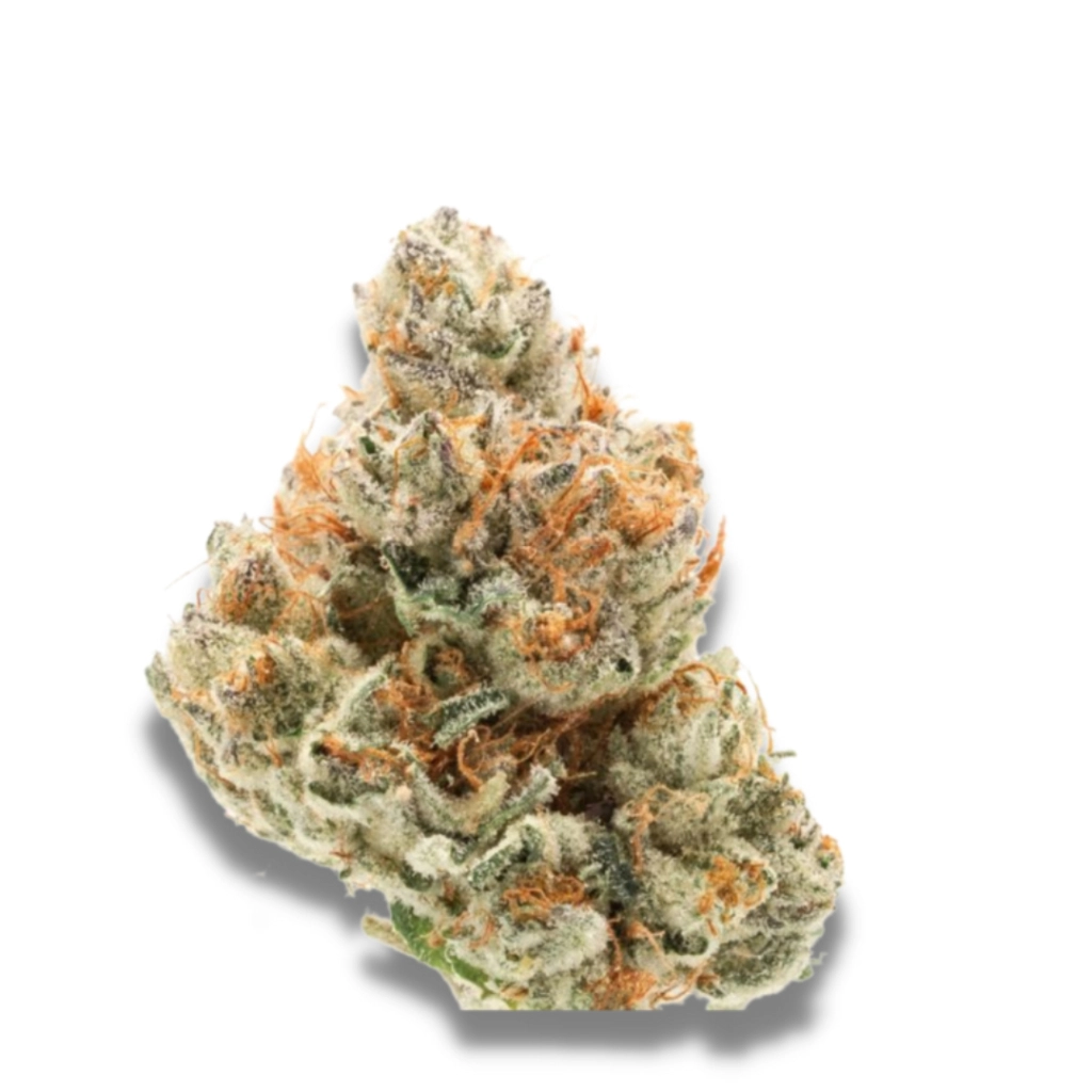 Chocolate Sherbet – Growers Choice – Feminizowane