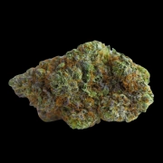 Blue Forestberry Autoflowering cannabis flower bud by Growers Choice