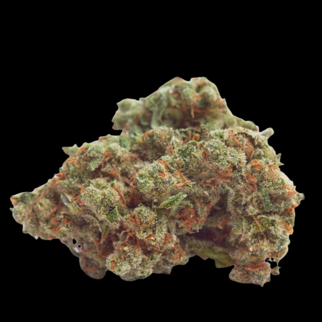 Gorilla Cookies – Growers Choice – Feminizowane