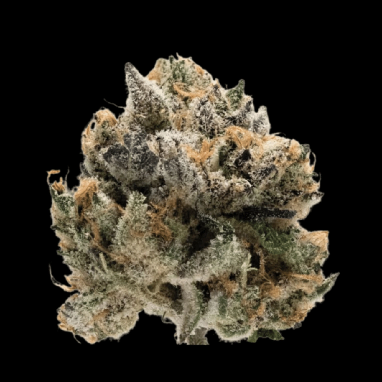 Tropical Cookies – Growers Choice – Feminizowane