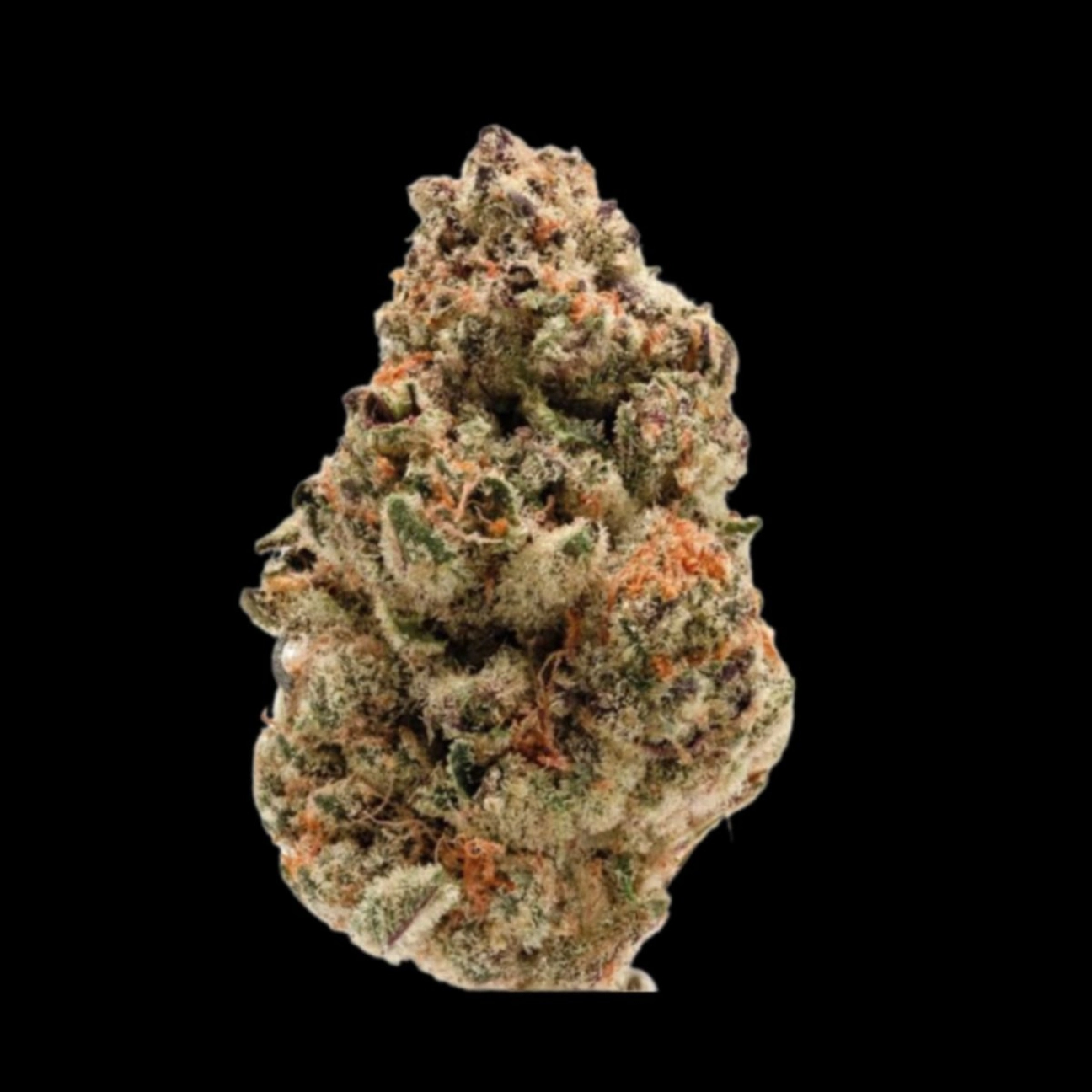 Rainbow Candy – Growers Choice – Feminizowane