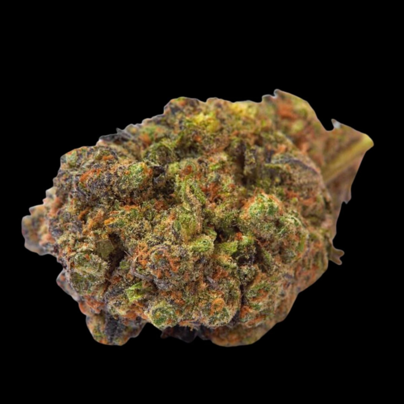 Wifi Punch – Growers Choice – Feminizowane